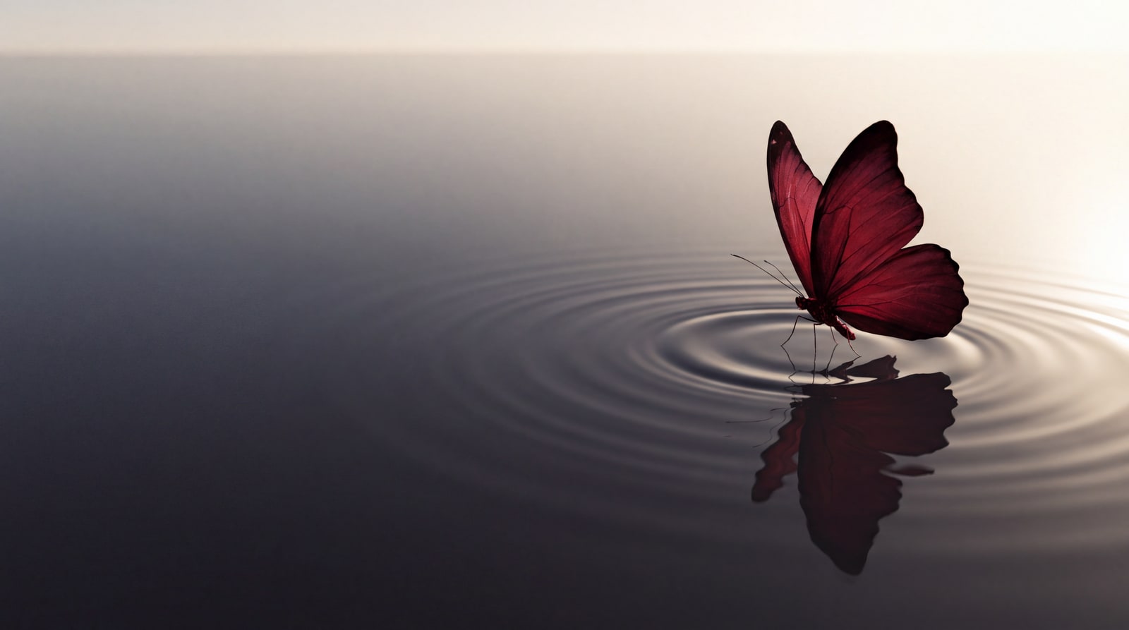 Ripples started by a red butterfly on water, expanding outwards
